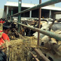 Ghoshala